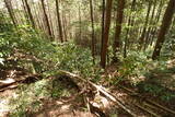 筑前 莵道岳城の写真