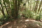 筑前 莵道岳城の写真