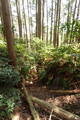 筑前 莵道岳城の写真