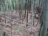 筑前 馬見城の写真