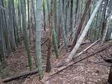 筑前 馬見城の写真