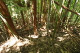 筑前 湯原草場城の写真