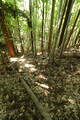筑前 湯原草場城の写真
