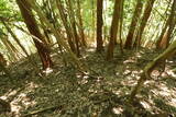 筑前 湯原草場城の写真