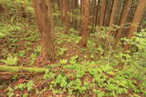出羽 白華城の写真