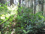 出羽 朝日山城の写真