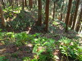 出羽 中山城の写真