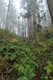 出羽 愛宕山館(金山町)の写真