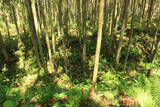 出羽 観音寺城の写真