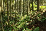 出羽 観音寺城の写真