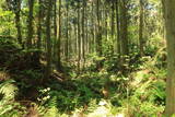 出羽 観音寺城の写真