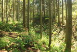 出羽 観音寺城の写真