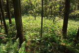 出羽 観音寺城の写真