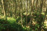 出羽 観音寺城の写真
