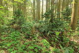 出羽 観音寺城の写真