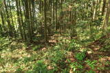 出羽 観音寺城の写真