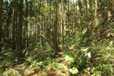 出羽 観音寺城の写真