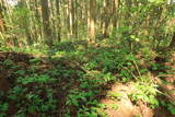 出羽 本宮楯の写真