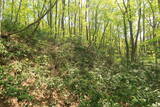 出羽 獅子岩城の写真