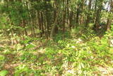 出羽 獅子岩城の写真