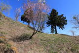 出羽 源治館(戸沢村)の写真