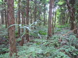 出羽 山根館の写真