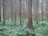 出羽 山根館の写真