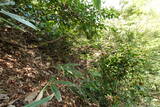 越中 茗荷谷山城の写真