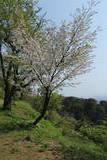 越後 春日山城の写真