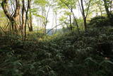 越後 村岡城の写真