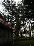 越後 虫川城の写真