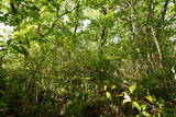 越後 中山城の写真