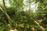越後 中山城の写真