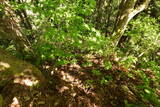 越後 中山城の写真
