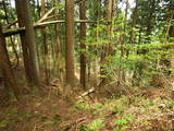越後 根知城(栗山城)の写真