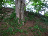 越後 小木の城の写真