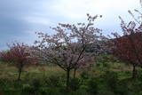越後 大川城の写真
