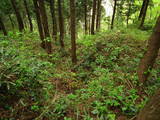越後 金山城の写真