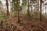 越前 平泉寺北谷砦1の写真