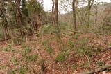越前 平泉寺北谷砦1の写真