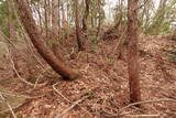 越前 平泉寺北谷砦1の写真