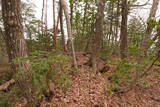 越前 平泉寺北谷砦1の写真