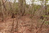 越前 平泉寺北谷砦2の写真