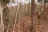 越前 平泉寺北谷砦2の写真