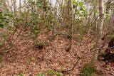 越前 平泉寺北谷砦2の写真
