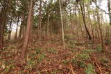 越前 神宮寺城の写真