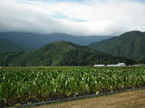 越前 茶臼山城(大野市)の写真