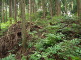 越前 茶臼山城(大野市)の写真