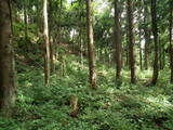 越前 茶臼山城(大野市)の写真