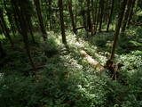 越前 茶臼山城(大野市)の写真